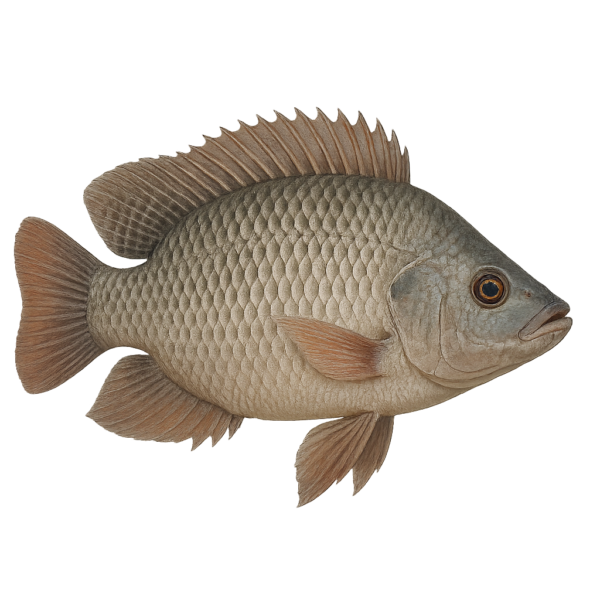 Tilapia